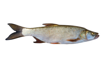sarasper on white background