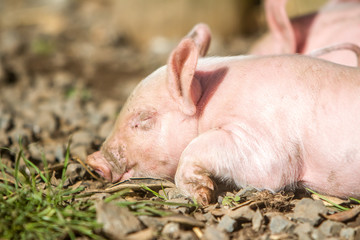 young cute piglets on farm