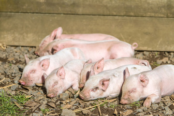young cute piglets on farm