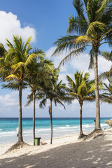 Palmen am Strand von Varadero.
