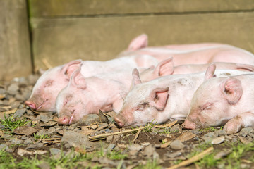 young cute piglets on farm