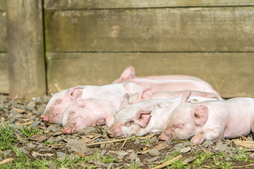 young cute piglets on farm