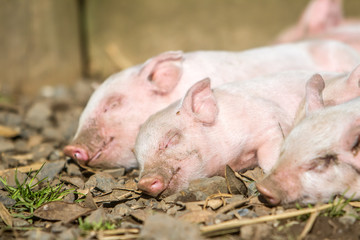 young cute piglets on farm