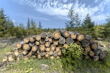 Fototapety na wymiar - Fototapeta24.pl