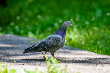 Grey Pidgeon/ Pidgin sat on a street