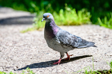 Grey Pidgeon/ Pidgin sat on a street