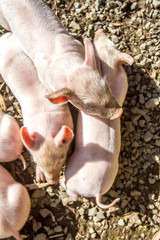 young cute piglets on farm