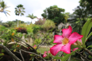 Fleurs guadeloupe