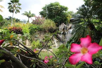 Fleurs guadeloupe