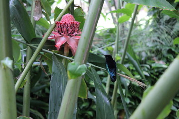 Colibri