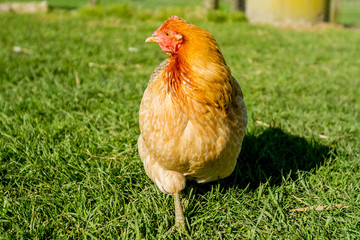 Fototapeta premium chicken on farm, green grass field and blue sky background