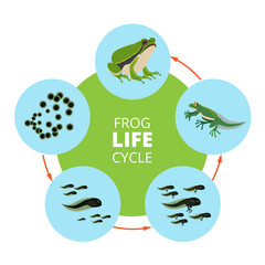 Nature infographic illustrations of frog life cycle. School vector pictures isolate
