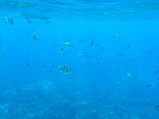 Fototapeta na wymiar poissons colorés