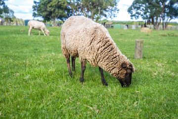 sheep on a farm, green grass background