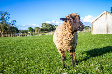 sheep on a farm, green grass background