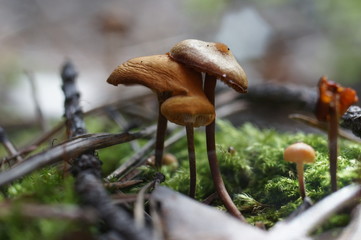 Поход за грибами