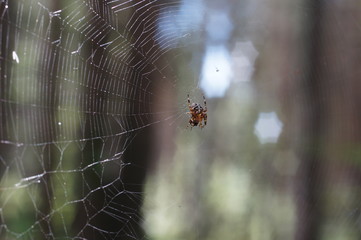 Дикая природа