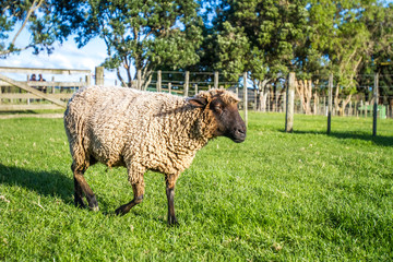 sheep on a farm, green grass background