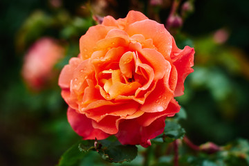 Orange Red Rose