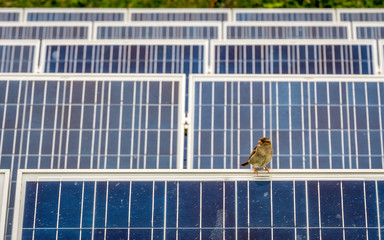 Sustainable energy and wildlife. A sparrow bird sitting on solar farm panels illustrating their environmental compatibility.