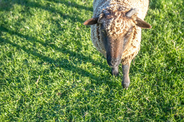 sheep on a farm, green grass background