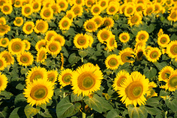 Fototapeta premium Top view on blooming field of sunflowers. Isolated focus.