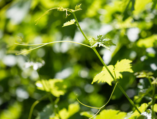 Mustache of grapes with green leaves