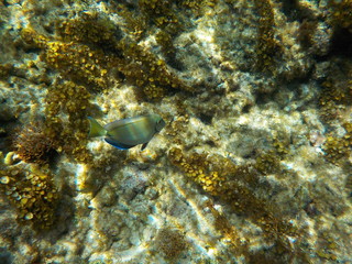 poissons colorés