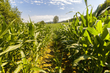 Cornfield in Poland