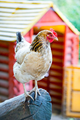 White chicken with brown head, stand on a log, with hen house on background