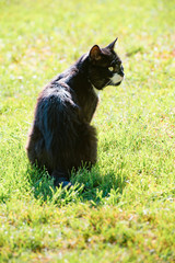 Black cat sitting on the lawn and warms up on hot sunny day