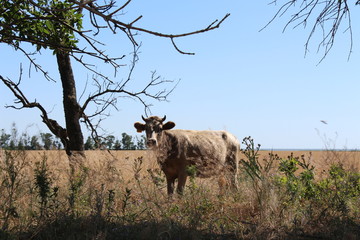 Naklejka premium Cow in the grass on the edge of the field on a hot day