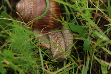 Close up of snail couple in the grass