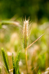 Ears of corn on green grass in nature