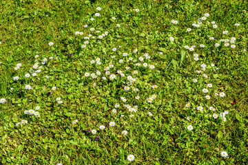 sunny meadow with flowers and green grass