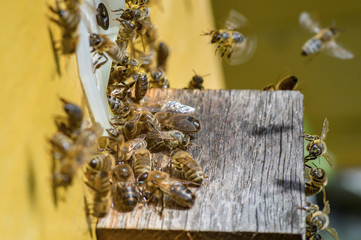Swarm of bees gathering near the entrance of the beehive