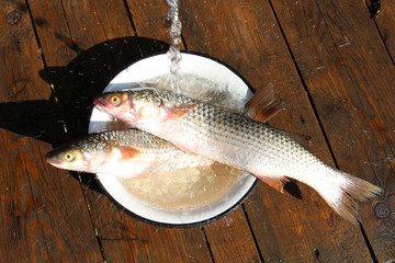 Fish on the table under the stream of water