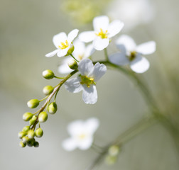 Fototapeta na wymiar Small white flowers on the nature
