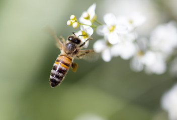 Bee on small white flowers in nature