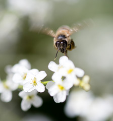Bee on small white flowers in nature