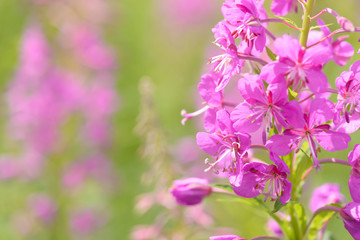 Fototapeta premium Pink flowers of fireweed (Epilobium or Chamerion angustifolium) in bloom ivan tea. Flowering willowherb