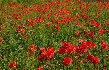 Obraz premium Big red poppy flower with buds in the meadow. Nature composition. Closeup of big poppy flowers.
