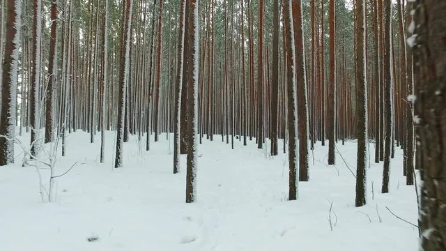 Siberian winter pine forest under the snow