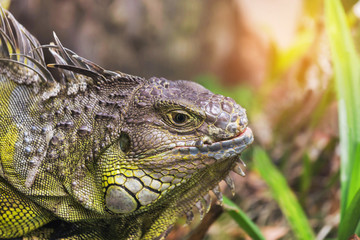Close up portrait green iguana (Iguana iguana) large lizard reptile resting in natural