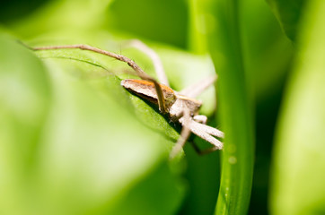 A spider on a green leaf in nature