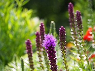 Liatris spicata (blazing star, gayfeather)   