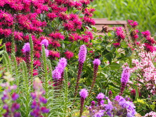 Liatris spicata (blazing star, gayfeather)   