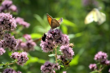 Falter und Hummeln in Violetten Bl&uuml;ten, Neuweilnau, Gemeinde Walrot, Hochtaunus
