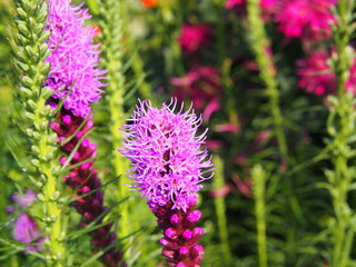 Fototapeta premium Liatris spicata (blazing star, gayfeather) 