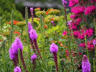 Fototapeta premium Liatris spicata (blazing star, gayfeather) 